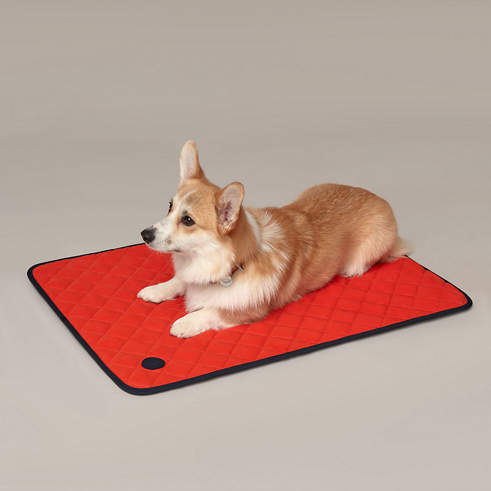 Dog on 2025 a mat